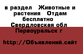  в раздел : Животные и растения » Отдам бесплатно . Свердловская обл.,Первоуральск г.